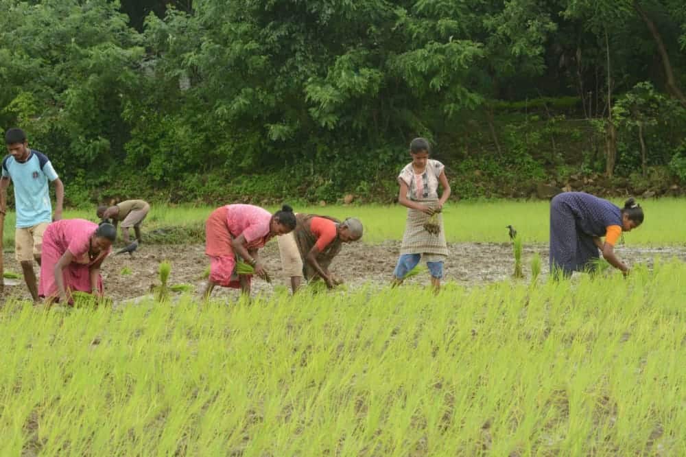 8 people working on a rice farm in Aarey colony and harvesting rice