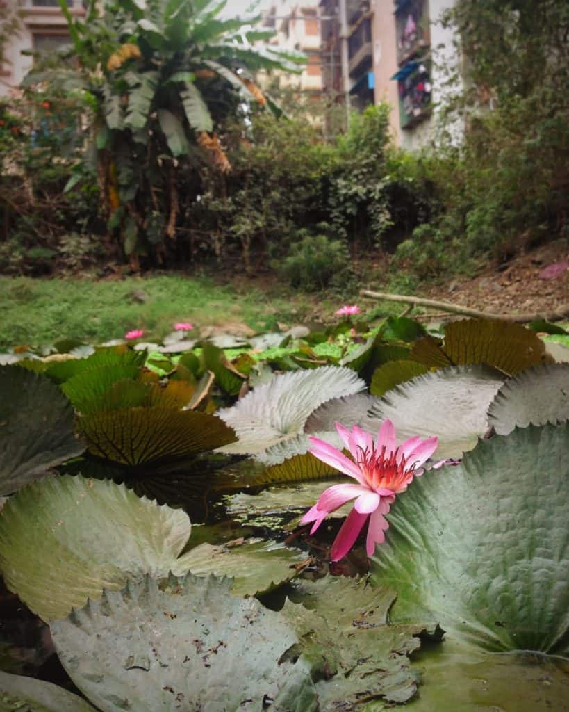 a pond in Nerul with a growing lotus