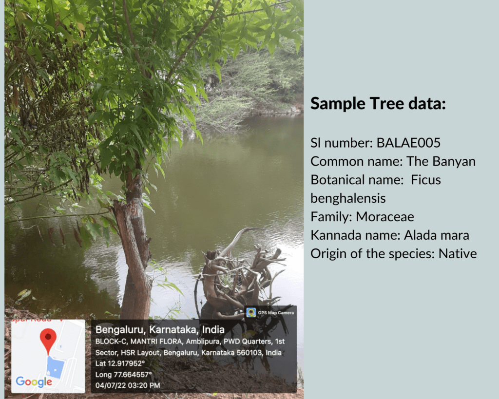 Tree identification from tree census data