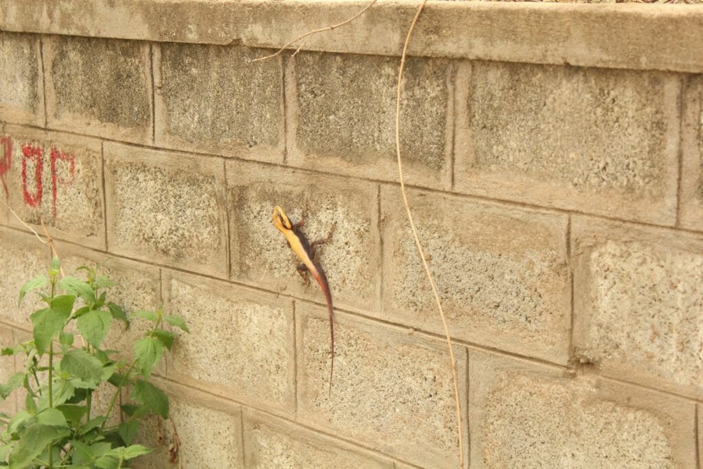 The rock agama on a wall is commonly found in rocky, scrubby areas with hotter temperatures