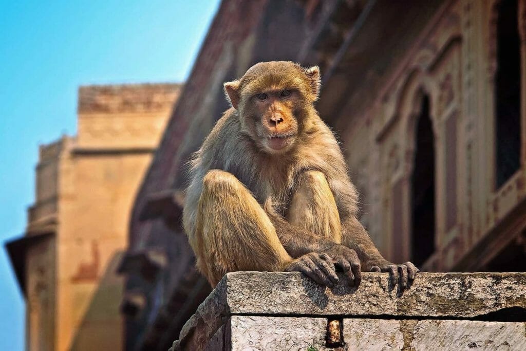 A monkey peering down from the terrace of a house.