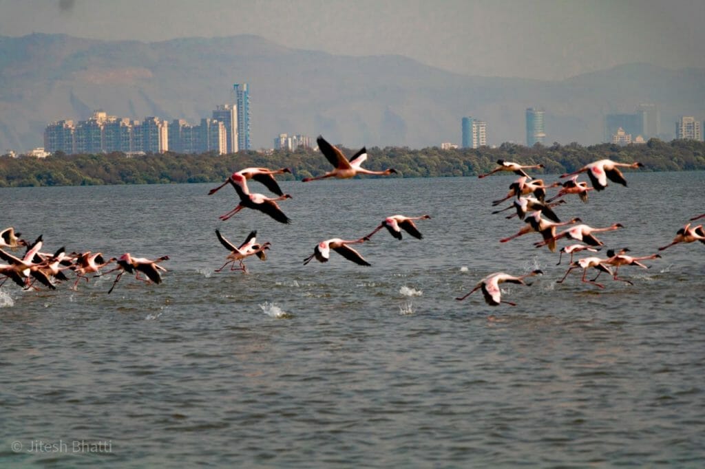 Pink flamingos flying across a wide expanse of water with tall buildings and mangroves in the background