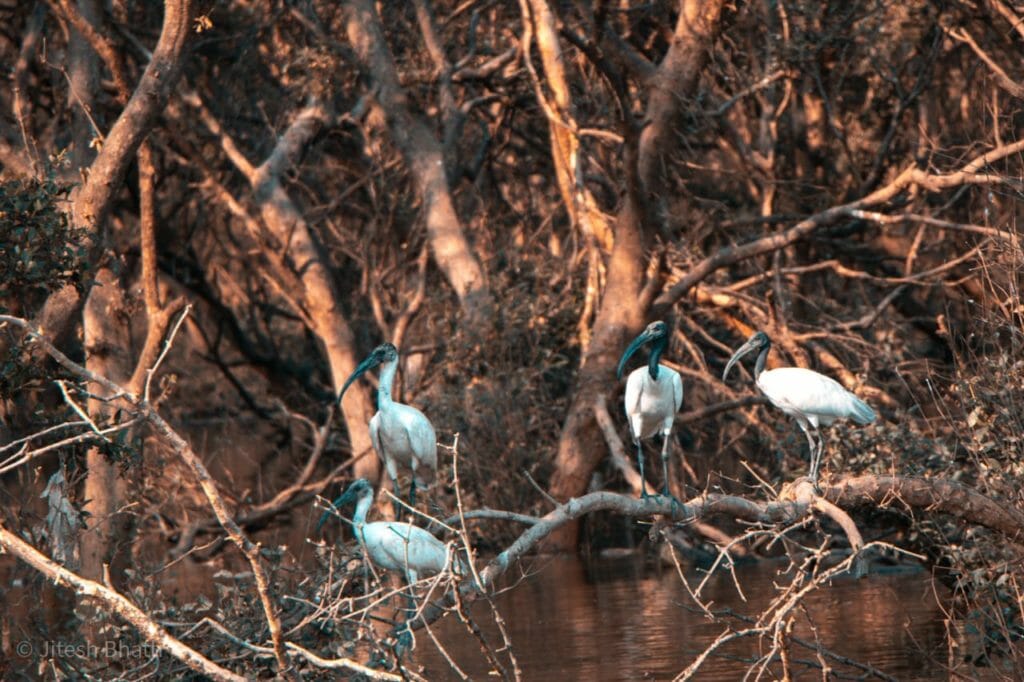 birds at the thane creek flamingo sanctuary 