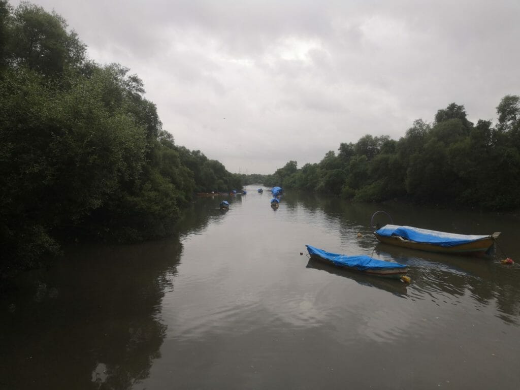 Boats covered with blue tarpulin in a stream of the Thane creek, bordered with mangroves 