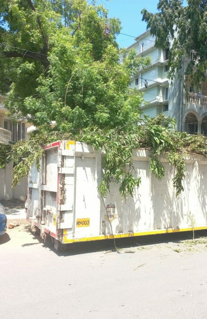 Cut trees to be taken away in a truck