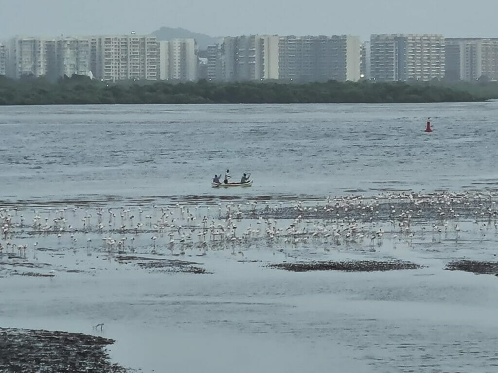 Flamingos resting at mudflats near Nerul jetty