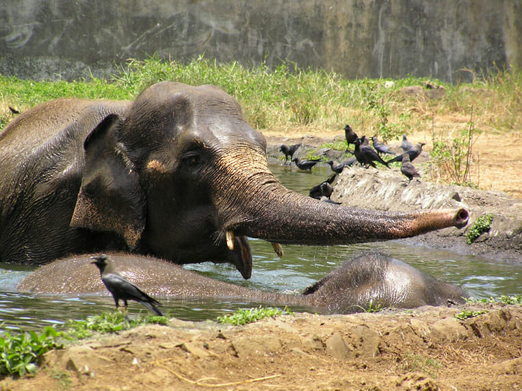 Two elephants in a pond with crows around them