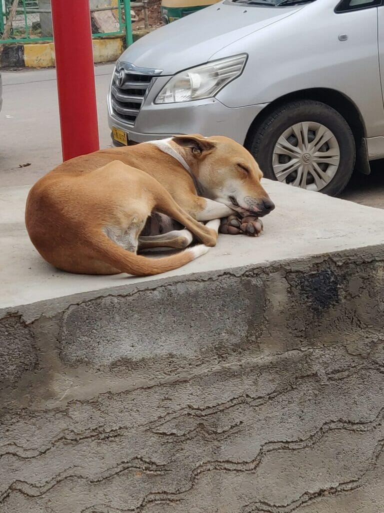 A dog sleeps on the street