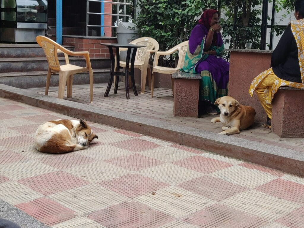 Stray dogs at a cafe along with people