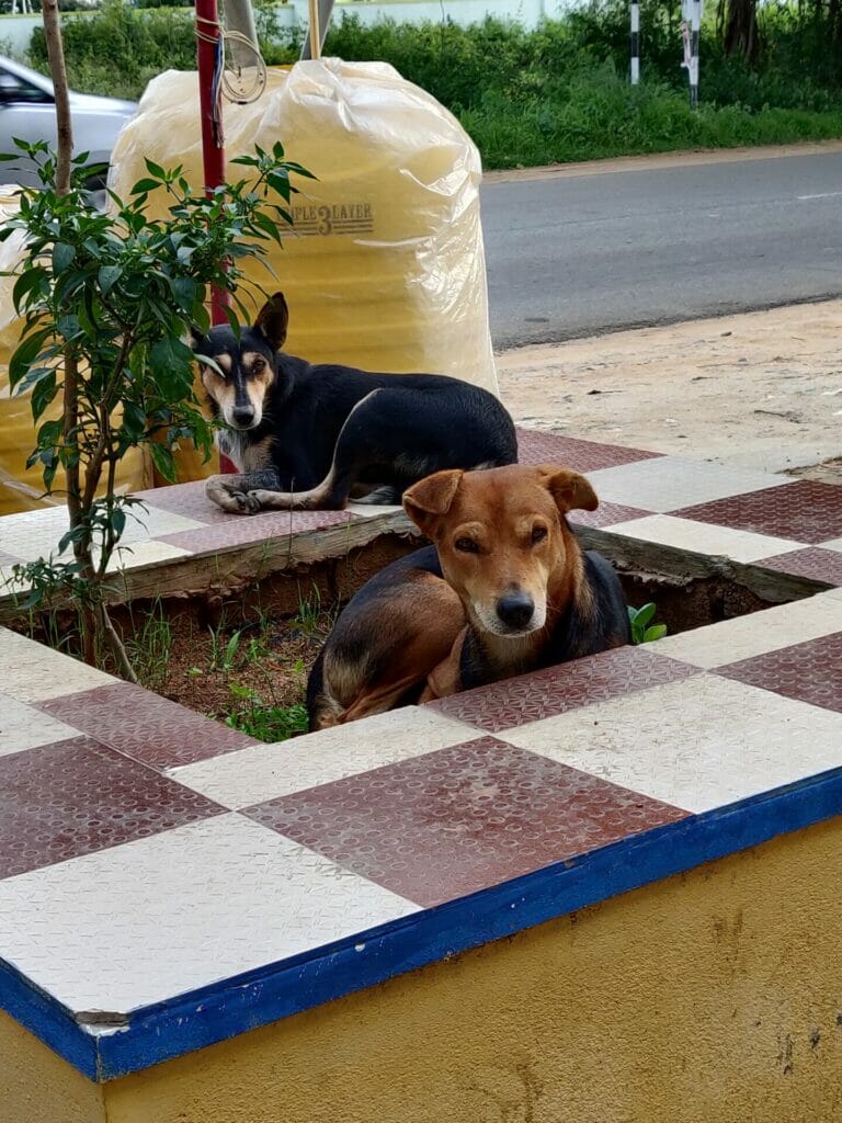 stray dogs