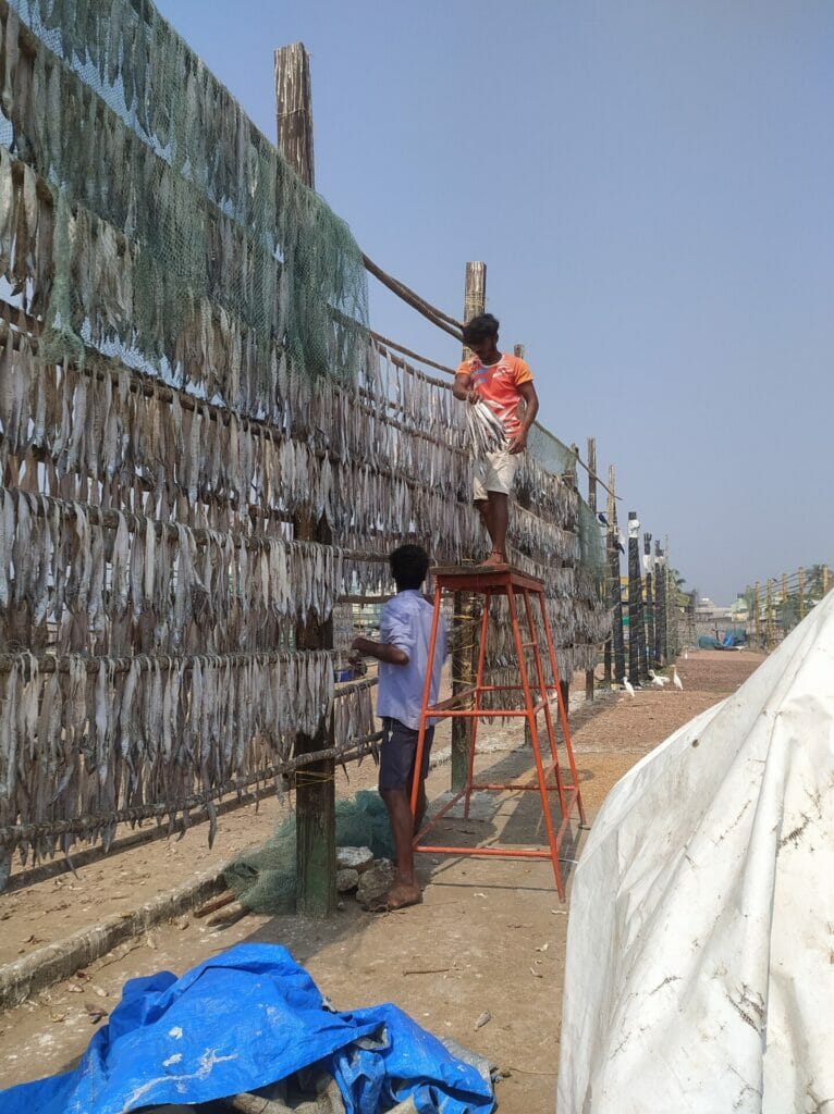 workers drying fish on bamboo railings on the beach