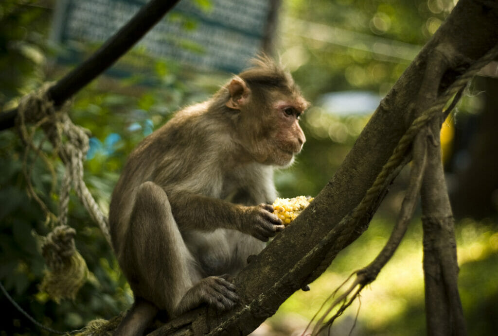 A monkey on a tree eating corn