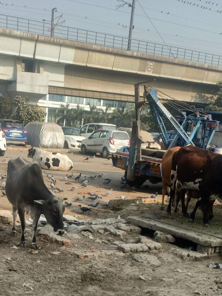 Stray cattle on Delhi's roads