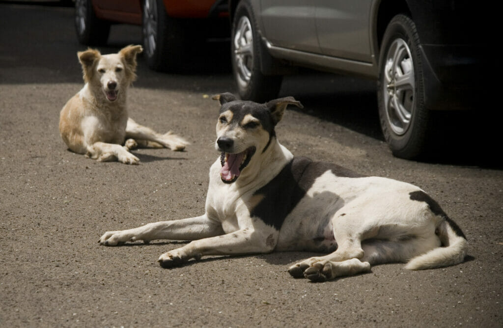 Two dogs sitting on the road in Mumbai
