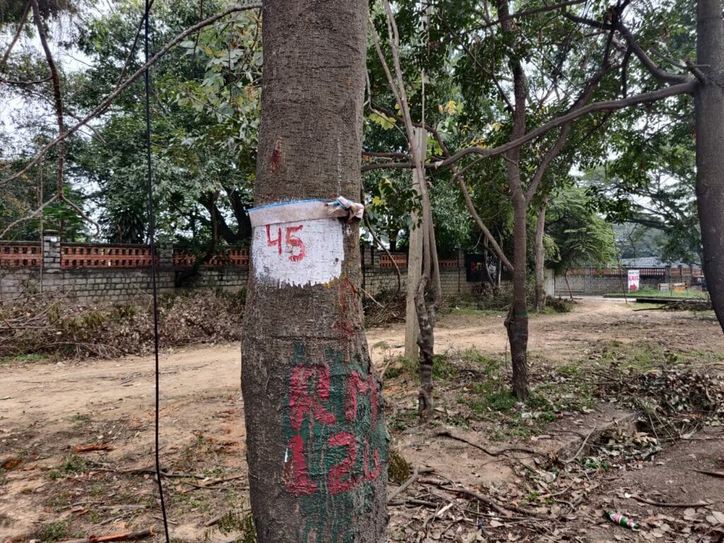 Trees along Bellary Road with red markings. 
