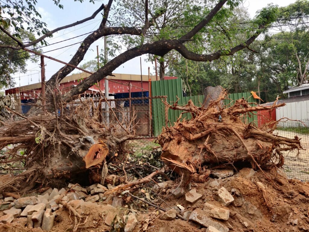 Decades-old trees cut down for Bellary Road widening project. 