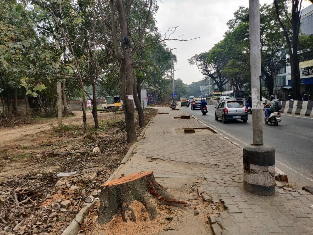 Stubs of cut trees near Gate no. 9 of Palace Grounds. 
