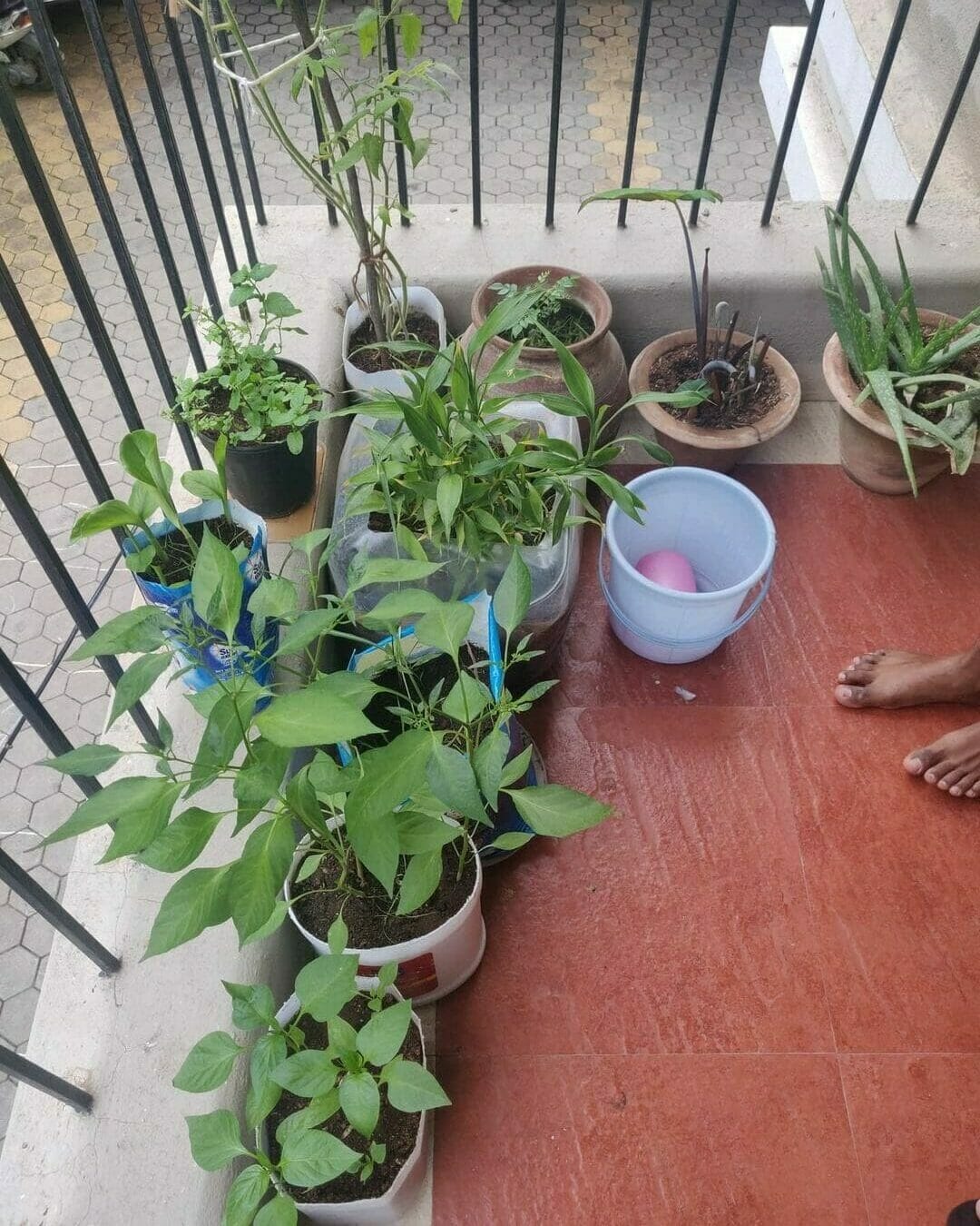 A balcony with pots and plants lined up
