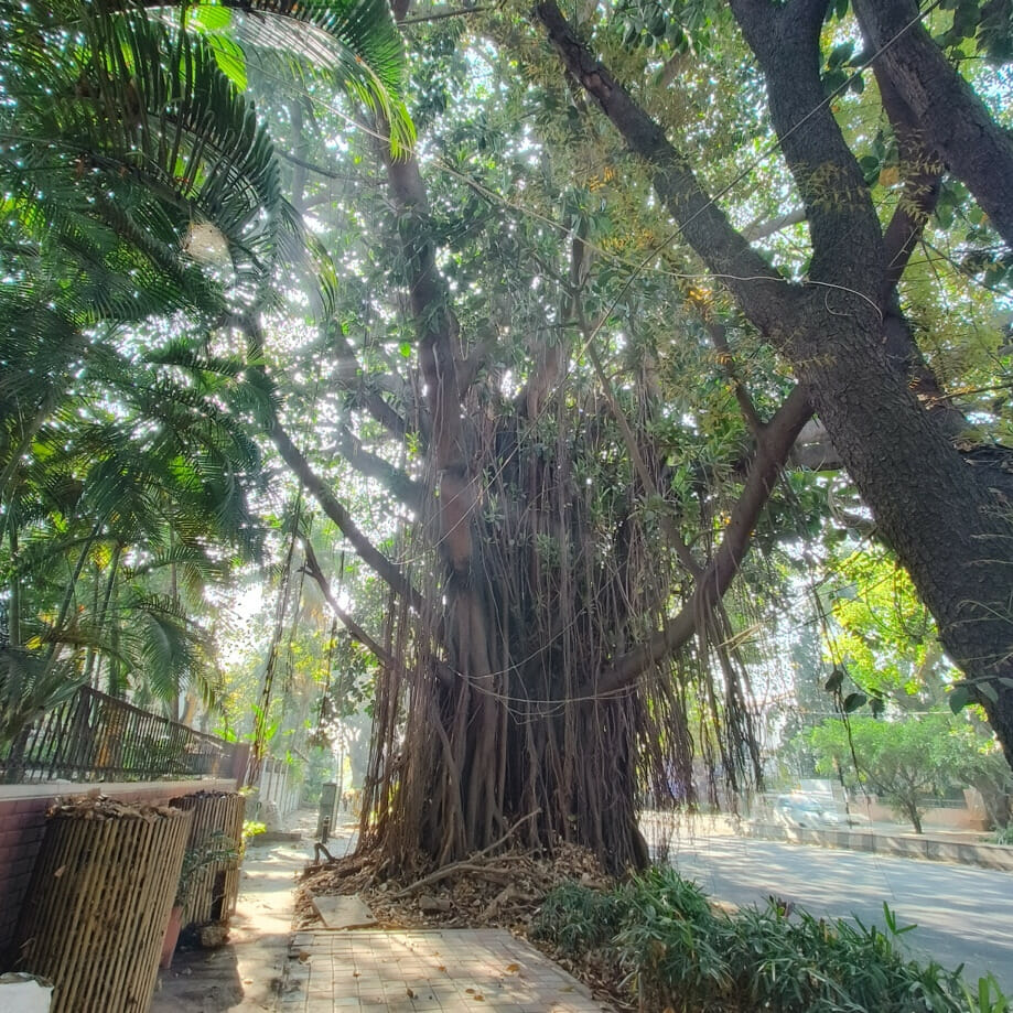 An old-growth tree on Sankey road Bengaluru. 