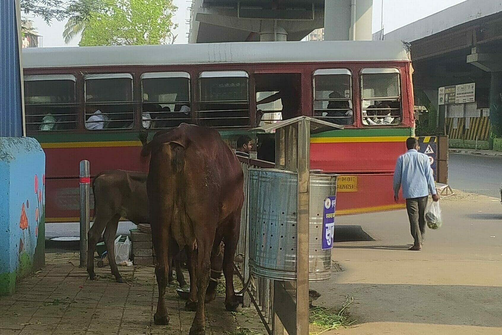 Cows blocking a footpath in Borivali
