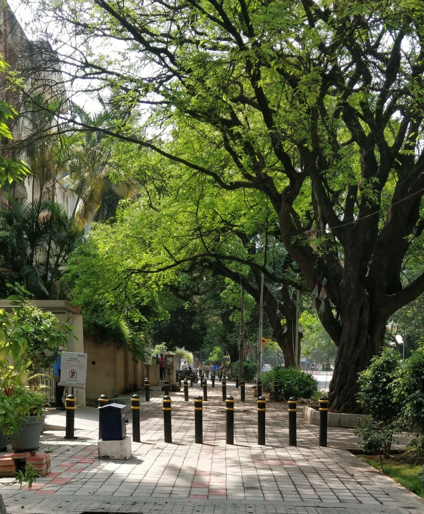 A pavement with trees in Bengaluru. 