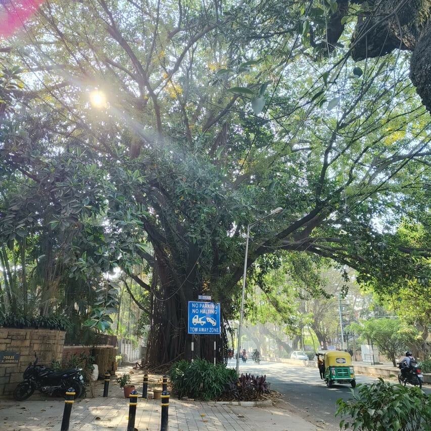 An old tree on Sankey road Bengaluru. 