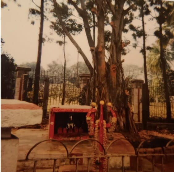 Lakshmi’s banyan tree with its branches cut. 