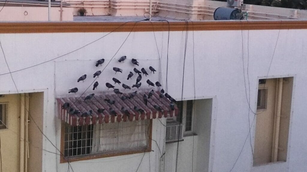 flock of pigeons sitting on sun shade of window 