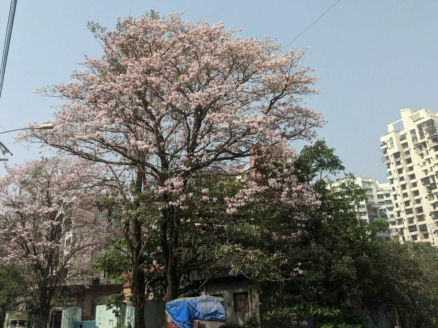 Tabebuia Rosea, common name Pink or Rosy Trumpets