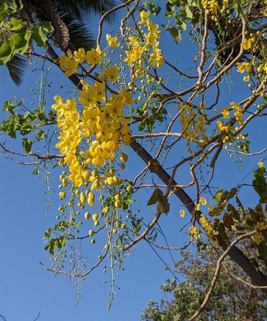 bright yellow blossoms of Indian Laburnum 