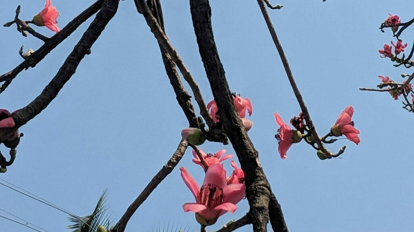Flowers of the Red Silk Cotton Tree