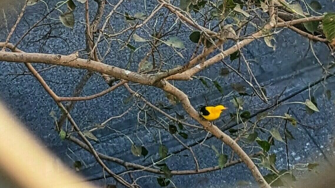 Indian Golden Oriole in a branch of a Peepal Tree 
