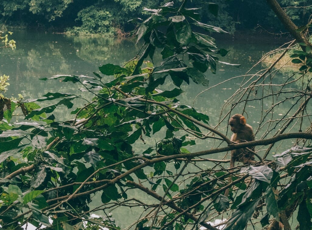 A monkey perched on a branch amidst trees in Sanjay Gandhi National Park