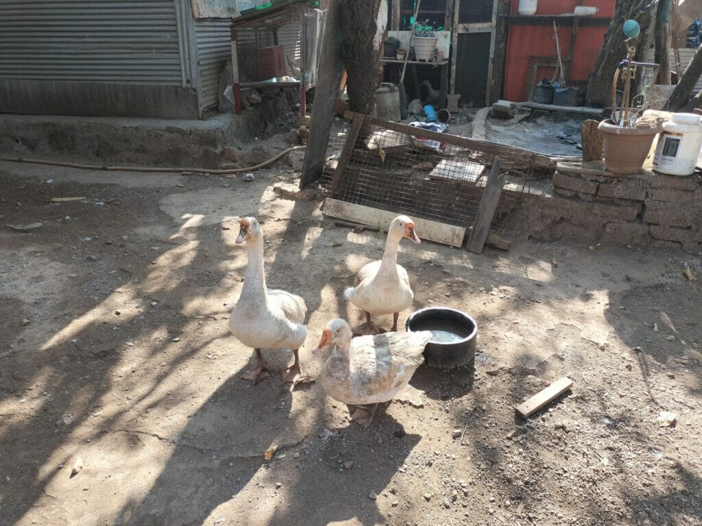 Ducks in a Warli hamlet