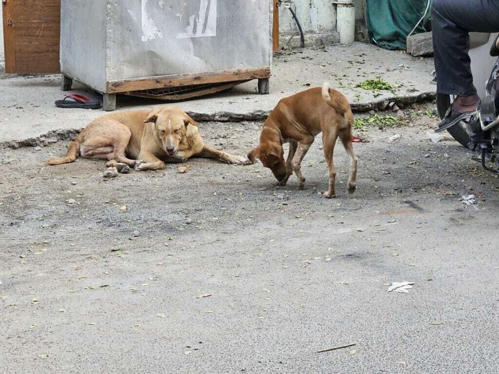 two street dogs lying on the road