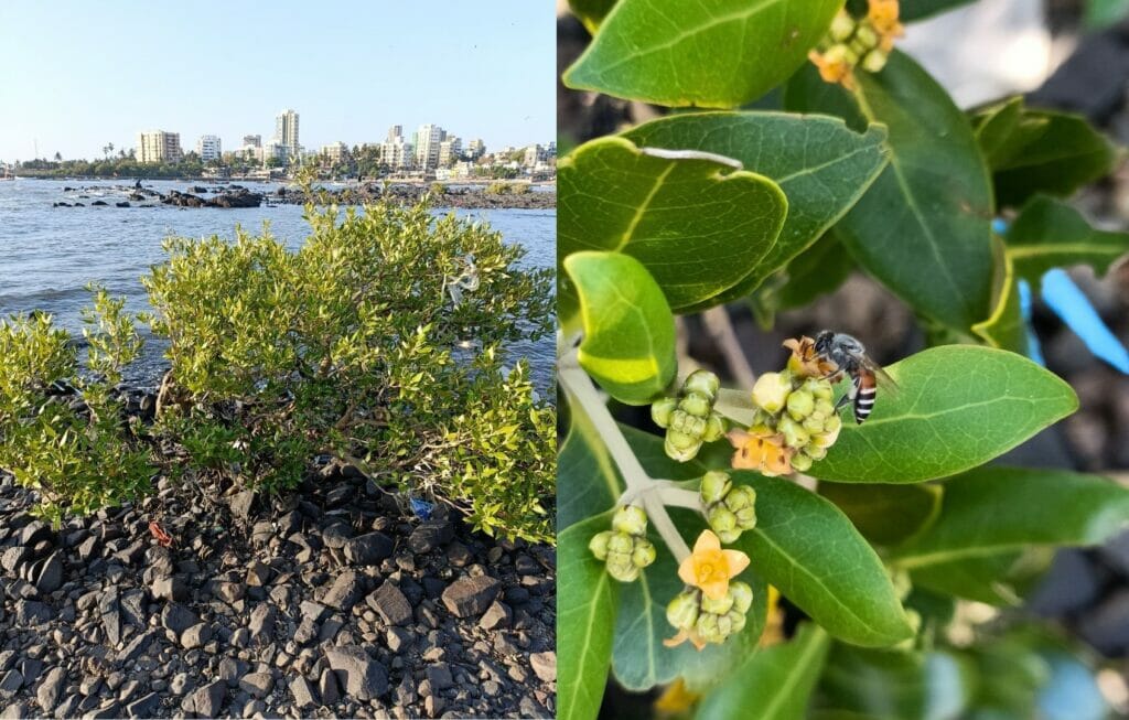 mangrove flowers and honey bee at bandstand, bandra