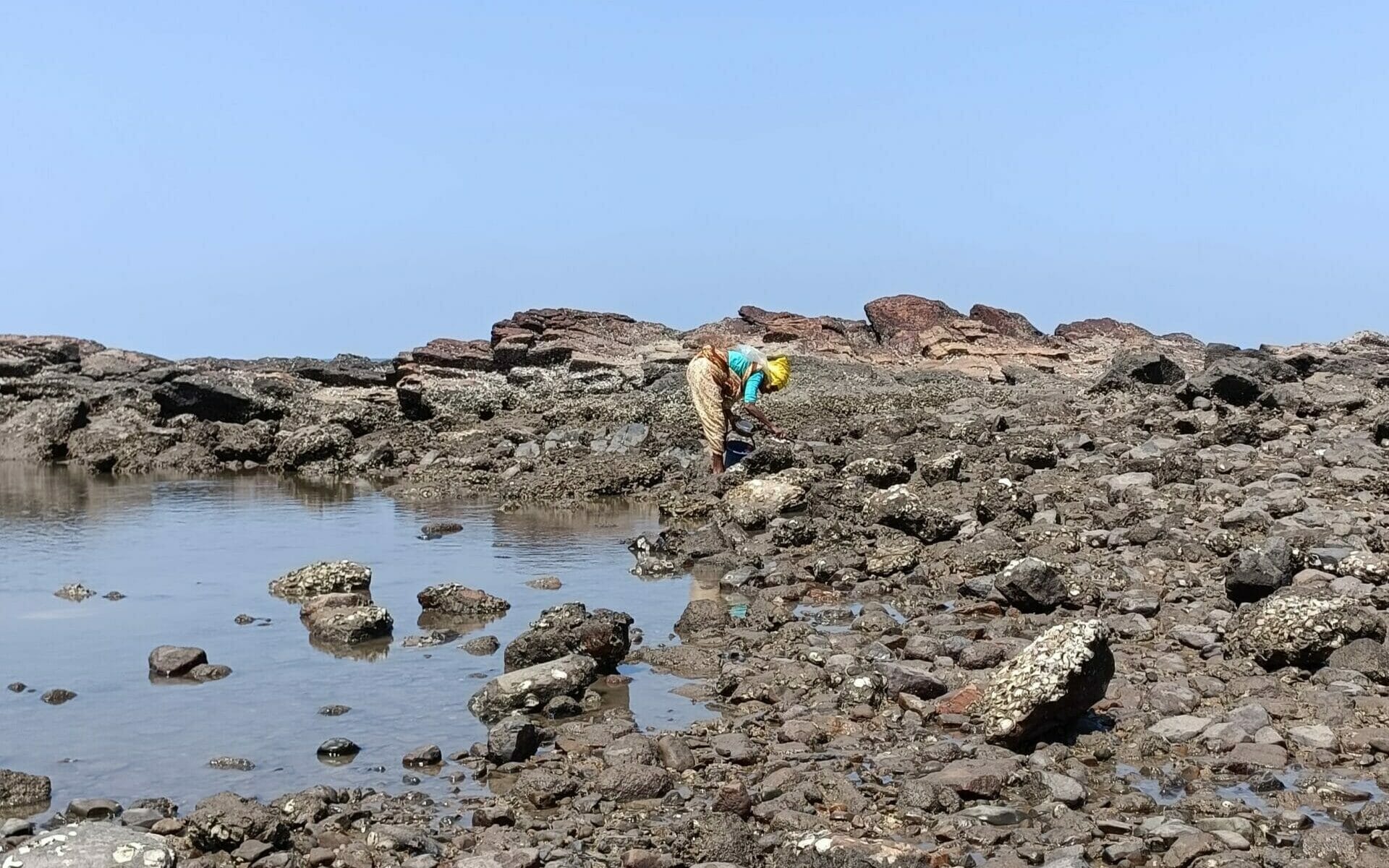 woman harvests oysters at bandra sea shore