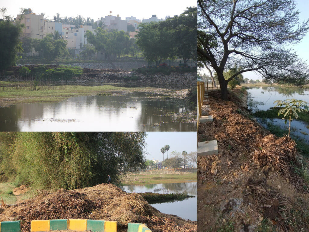 harvested macrophytes/aquatic plants and grass from the lake waters are placed on the bund (Doddakallasandra Lake)
