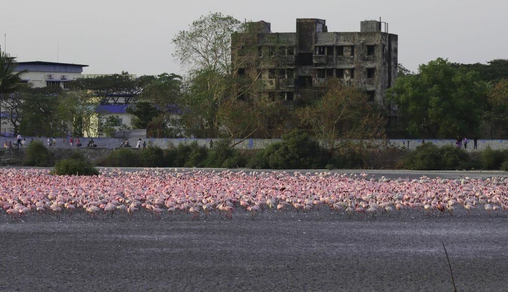 flamingoes on a dried up water body at chanakya wetlands 