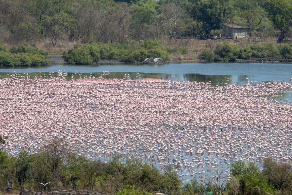 Flamingoes at Chanakya Wetlands 