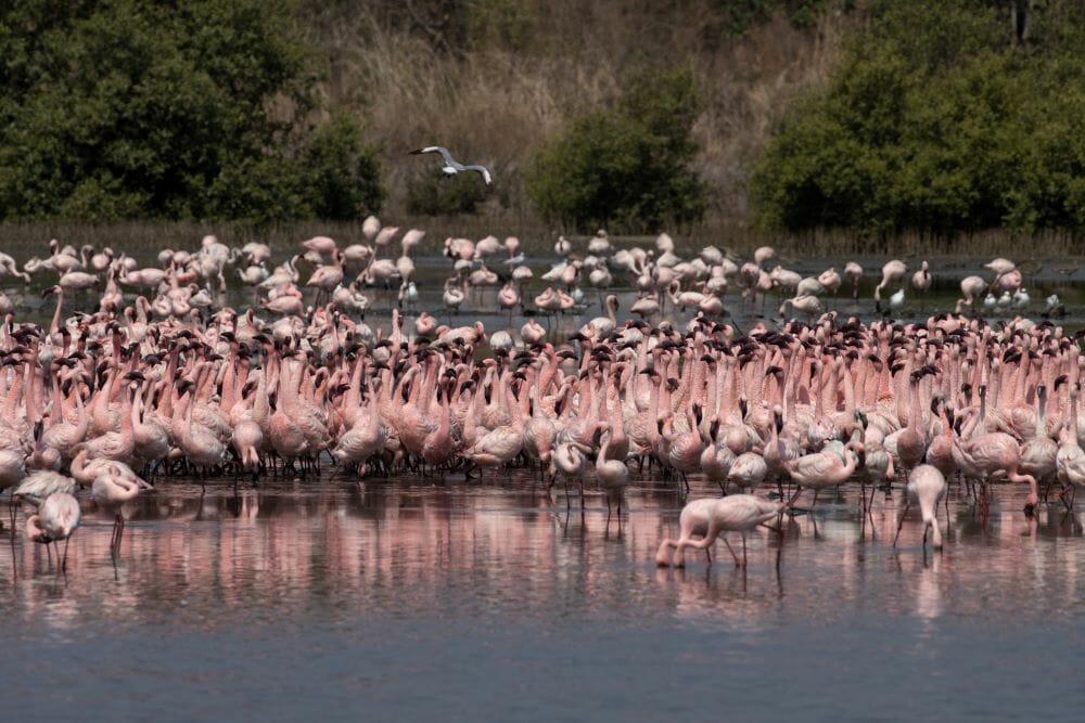 Flamingoes in shallower waters