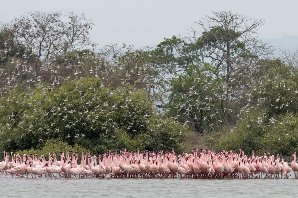 Flamingos in courtship display as waders fly above them. 