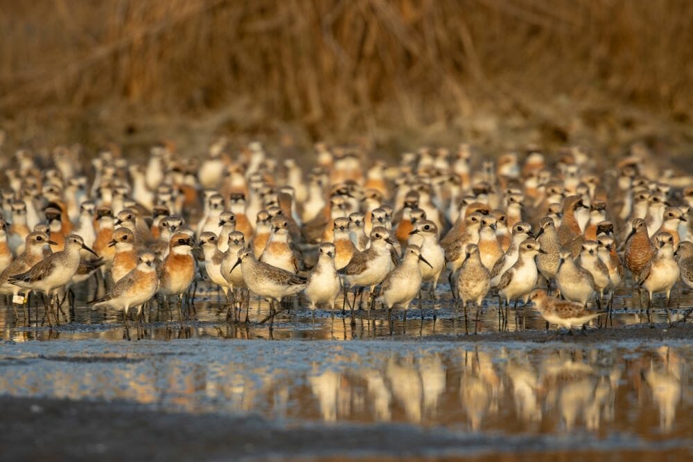 Birds such as waders – sandplovers, curlew sandpipers, stints