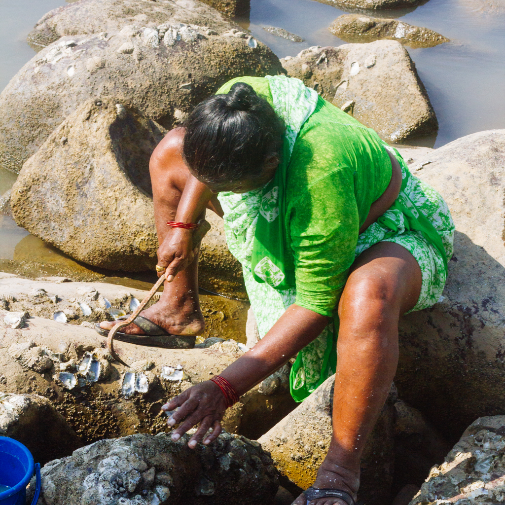 A woman harvests bivalves/shellfish near Madh.