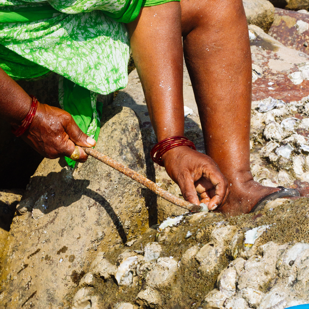 A woman harvests bivalves/shellfish near Madh. 