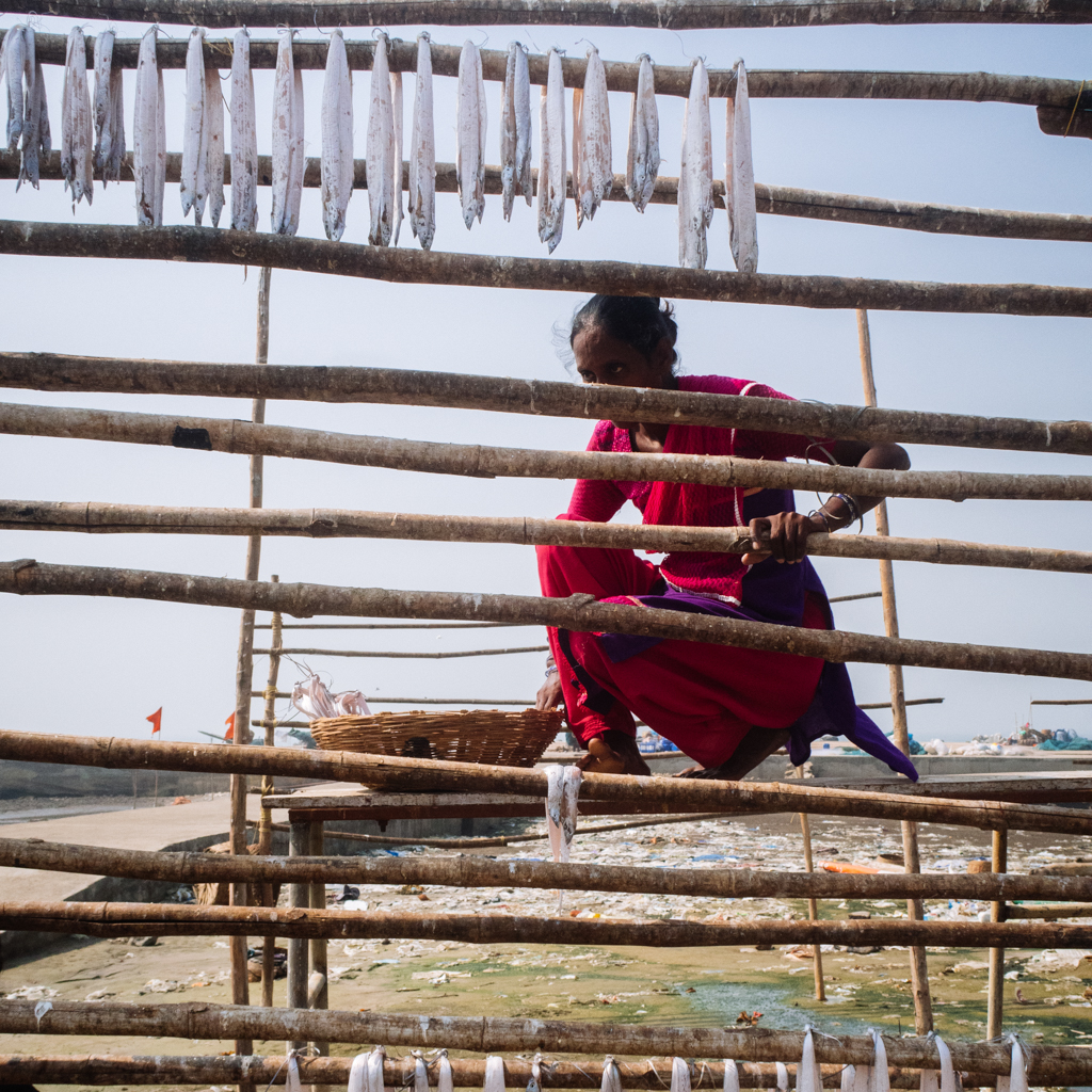A woman in Madh hangs Ribbon Fish to dry in summer for use during monsoon.