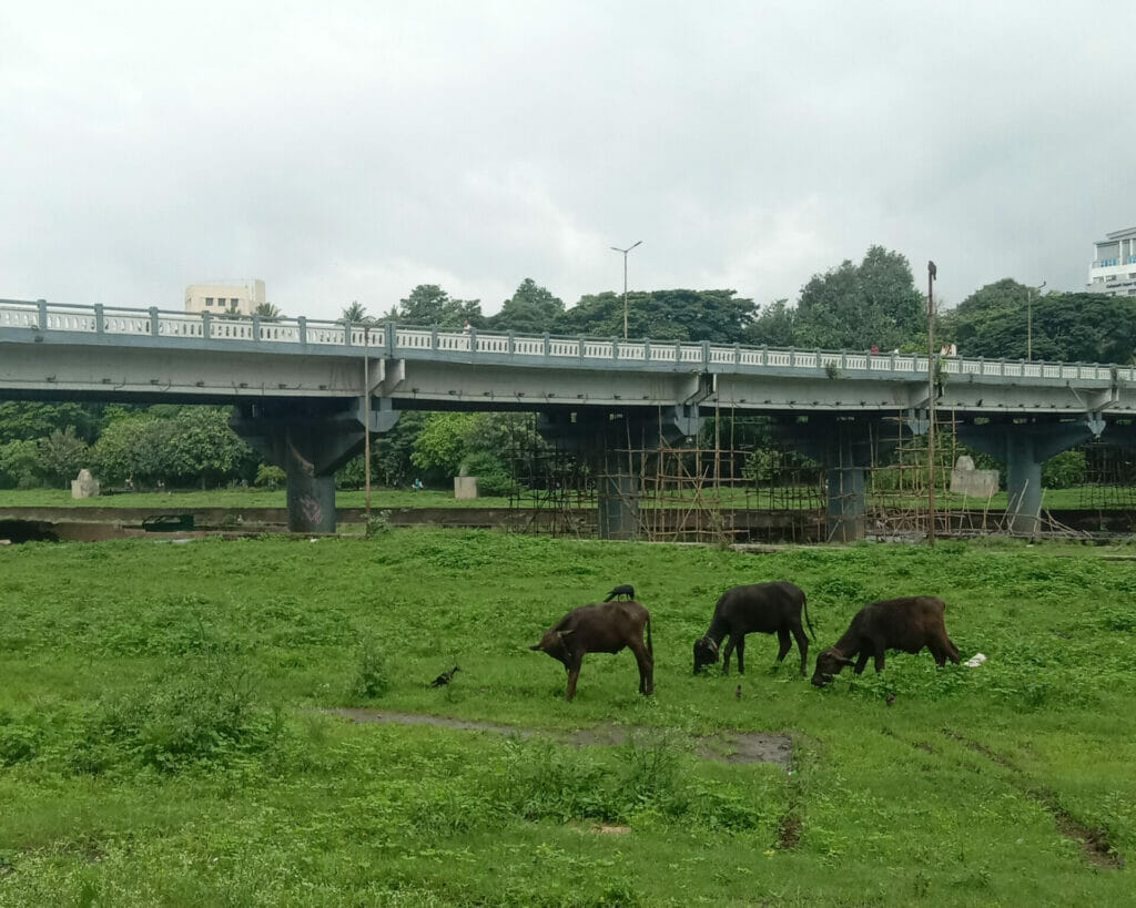 Buffaloes grazing on the river banks of Pune.