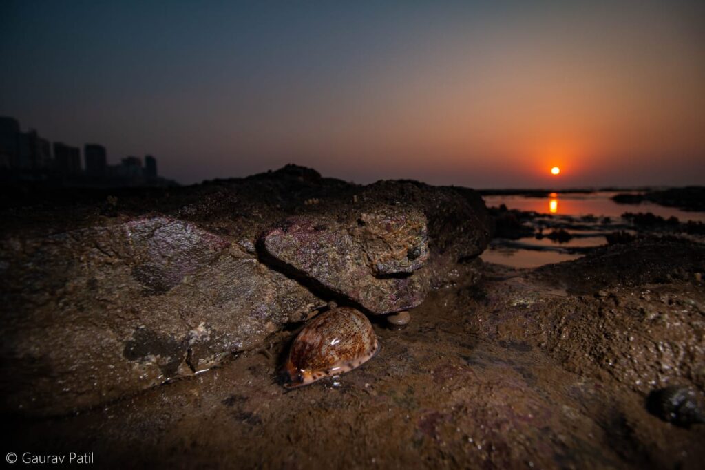 Arabian cowrie snail at a shore in Mumbai