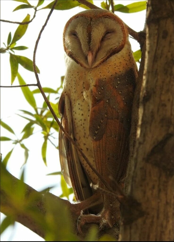 Barn Owls are a common sight in Mumbai's nightlife. Pic: Manasi Warde