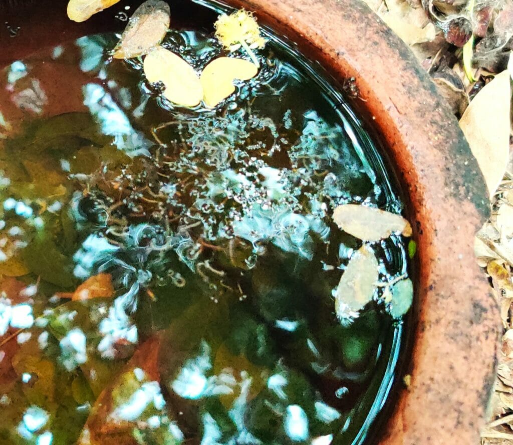 Mosquito larvae in a discarded pot of water.